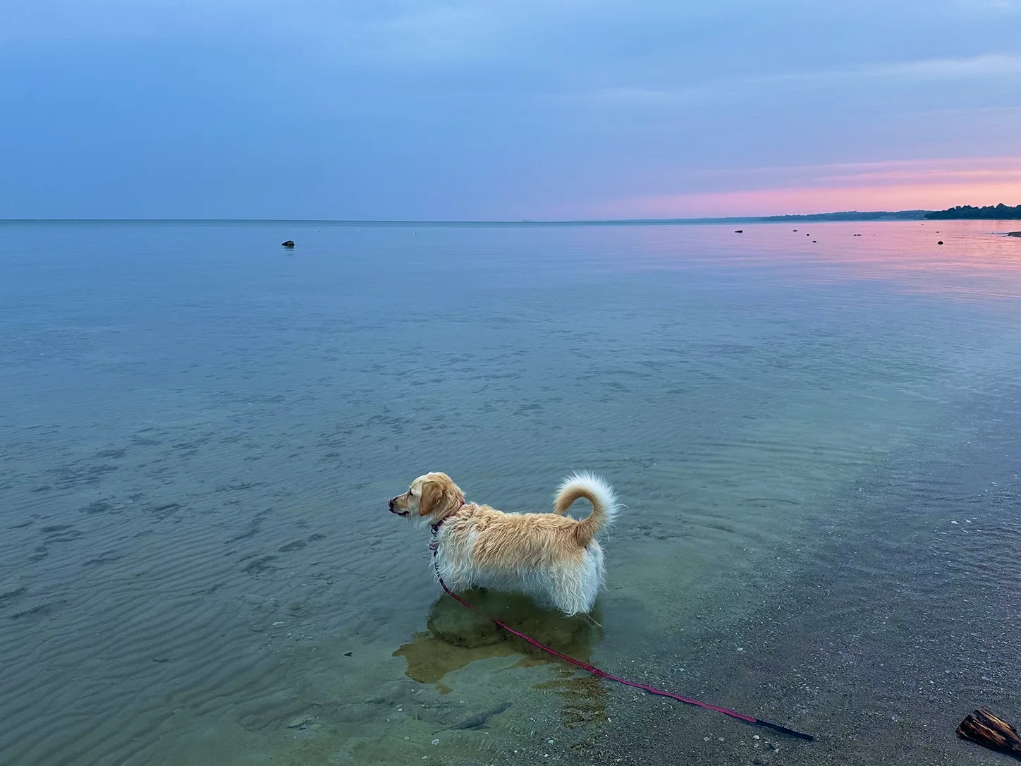 My dog Maeve standing in the calm shallows of the Kincardine lakeshore at dusk