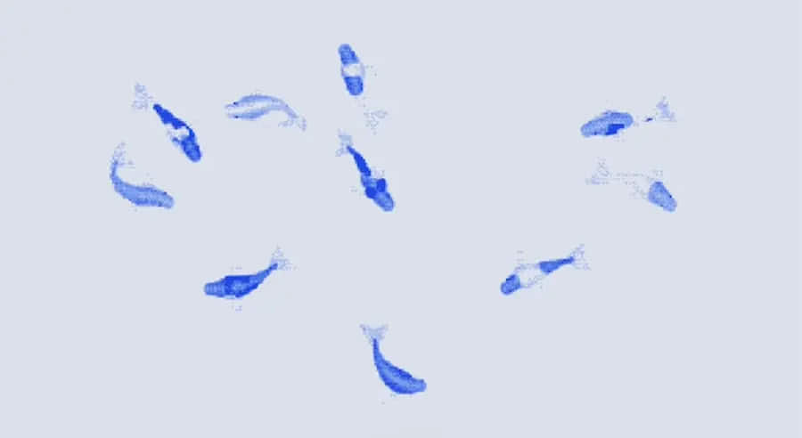 Koi Dither Pond